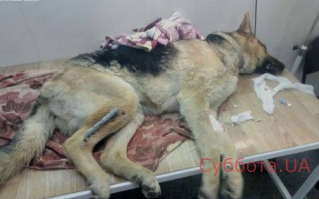 Под Запорожьем на трассе патрульные нашли умирающую овчарку со спицей в лапе (ФОТО) Фото № 0 Под Запорожьем на трассе патрульные нашли умирающую овчарку со спицей в лапе (ФОТО) Фото № 0