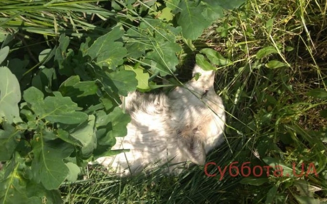 В Запорожье нашли полуживую хаски (ФОТО, ВИДЕО) Фото № 1 В Запорожье нашли полуживую хаски (ФОТО, ВИДЕО) Фото № 1
