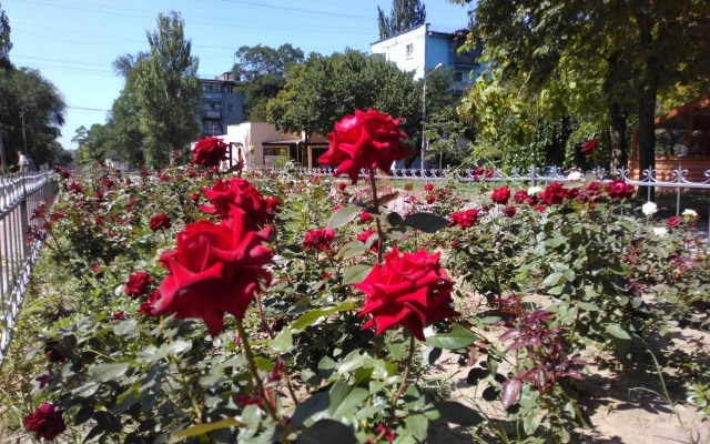 Как сегодня выглядит Аллея роз (ФОТО) Фото № 1 Как сегодня выглядит Аллея роз (ФОТО) Фото № 1