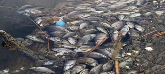 В водоёмах Запорожья массово дохнет рыба (ВИДЕО) Фото № 0 В водоёмах Запорожья массово дохнет рыба (ВИДЕО) Фото № 0