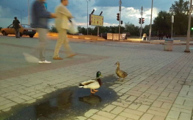 Возле запорожского Возле запорожского