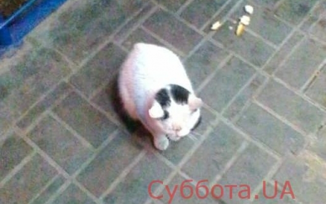 Возле АТБ в Космическом районе сидит выброшенный кот (ФОТО) Фото № 0 Возле АТБ в Космическом районе сидит выброшенный кот (ФОТО) Фото № 0