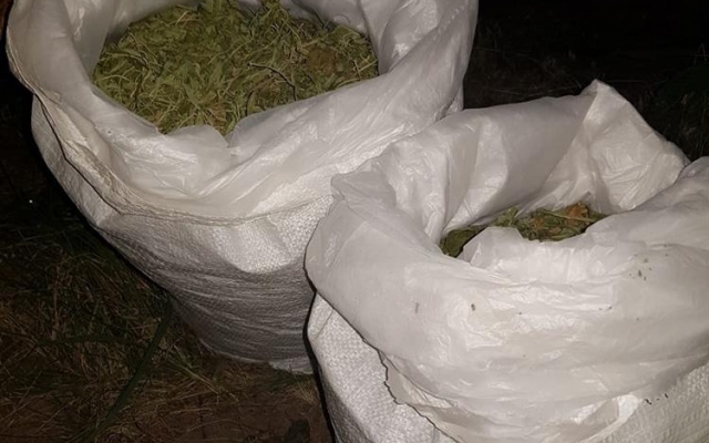 В Запорожской области нашли парники с наркотиками на сумму 20 миллионов гривен (ФОТО, ВИДЕО) Фото № 0 В Запорожской области нашли парники с наркотиками на сумму 20 миллионов гривен (ФОТО, ВИДЕО) Фото № 0