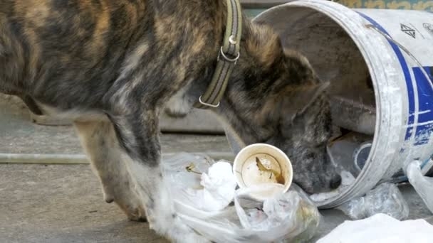 В Запорожской области у хозяина в вольере собаки устроили «голодные игры» (ВИДЕО)+18 Фото № 0 В Запорожской области у хозяина в вольере собаки устроили «голодные игры» (ВИДЕО)+18 Фото № 0