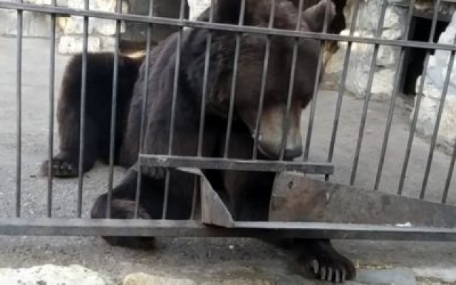 В Васильевском зоопарке показали американских гризли (ВИДЕО) Фото № 0 В Васильевском зоопарке показали американских гризли (ВИДЕО) Фото № 0