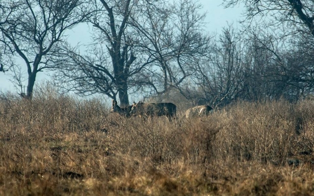Запорожский фотограф порадовал новой подборкой дикой природы заповедника (ФОТО) Фото № 21 Запорожский фотограф порадовал новой подборкой дикой природы заповедника (ФОТО) Фото № 21