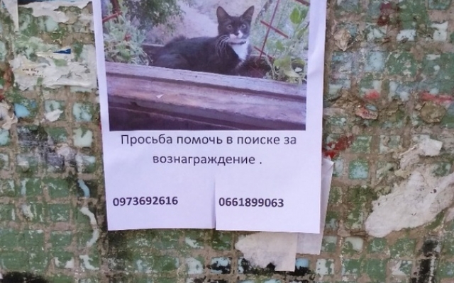 В Запорожье нашедшему кота обещают вознаграждение (ФОТО) Фото № 0 В Запорожье нашедшему кота обещают вознаграждение (ФОТО) Фото № 0