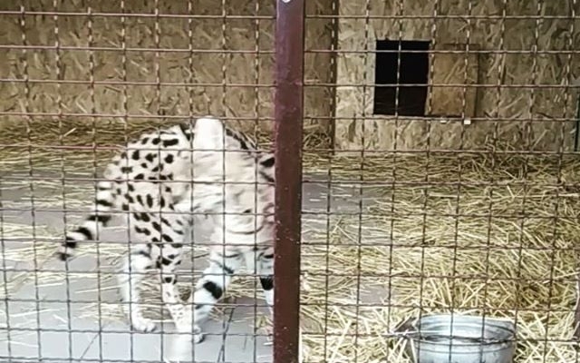 В реабилитационном центре Запорожья появились новые питомцы (ВИДЕО) Фото № 2 В реабилитационном центре Запорожья появились новые питомцы (ВИДЕО) Фото № 2