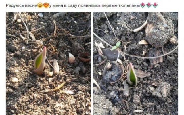 Фотофакт: В Запорожской области взошли весение цветы Фото № 0 Фотофакт: В Запорожской области взошли весение цветы Фото № 0