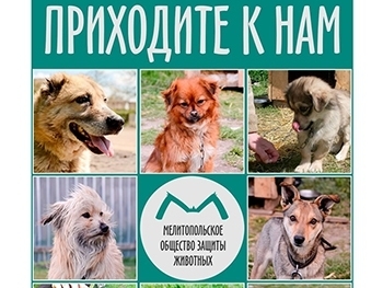 В Мелитополе заработала передержка животных Фото № 0 В Мелитополе заработала передержка животных Фото № 0