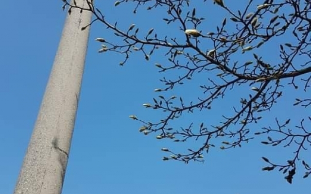 В Запорожском ботсаду зацветут разнообразные сорта магнолий Фото № 0 В Запорожском ботсаду зацветут разнообразные сорта магнолий Фото № 0