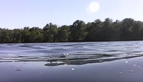 В сети появилось необычное видео подводного мира Фото № 0 В сети появилось необычное видео подводного мира Фото № 0