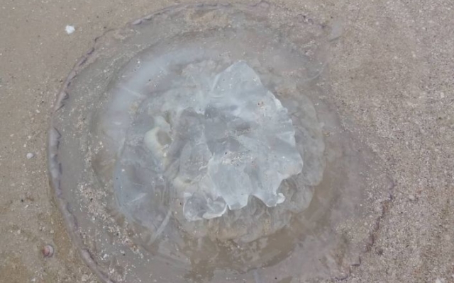 На популярном курорте плавают огромные медузы (ФОТО, ВИДЕО) Фото № 0 На популярном курорте плавают огромные медузы (ФОТО, ВИДЕО) Фото № 0