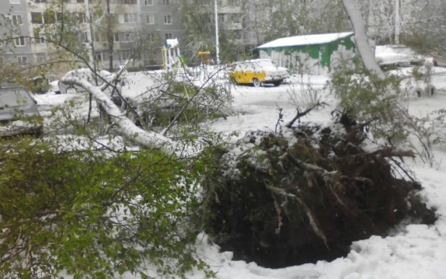 Фотофакт: Во всех районах Запорожья падают деревья и страдают автомобили Фото № 4 Фотофакт: Во всех районах Запорожья падают деревья и страдают автомобили Фото № 4