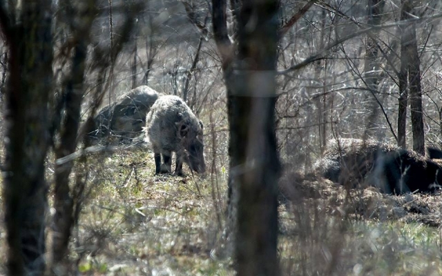 Запорожский фотограф порадовал новой подборкой дикой природы заповедника (ФОТО) Фото № 12 Запорожский фотограф порадовал новой подборкой дикой природы заповедника (ФОТО) Фото № 12