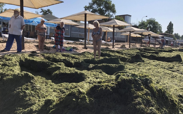 Отдыхающие в Бердянске оказались в плену зеленых водорослей (ВИДЕО) Фото № 0 Отдыхающие в Бердянске оказались в плену зеленых водорослей (ВИДЕО) Фото № 0
