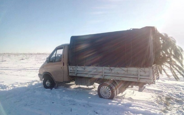 Лесник решил Лесник решил