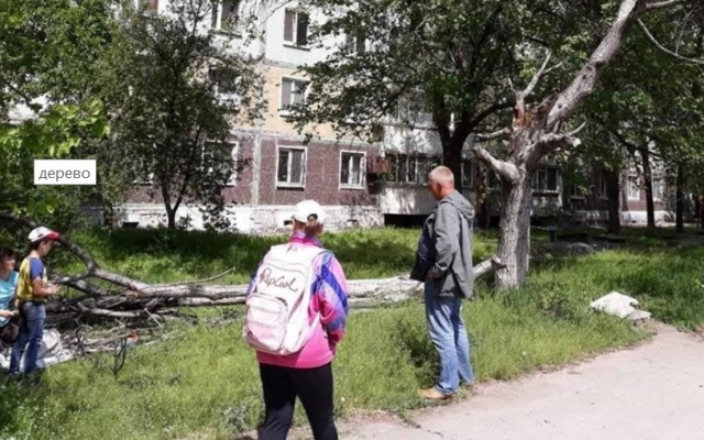 В Бородинском микрорайоне дерево придавило женщину и ребенка (ФОТО) Фото № 0 В Бородинском микрорайоне дерево придавило женщину и ребенка (ФОТО) Фото № 0