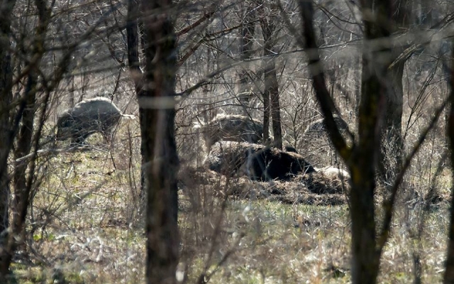Запорожский фотограф порадовал новой подборкой дикой природы заповедника (ФОТО) Фото № 8 Запорожский фотограф порадовал новой подборкой дикой природы заповедника (ФОТО) Фото № 8
