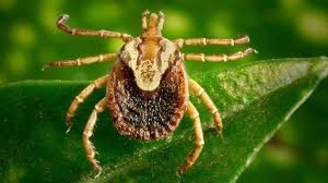 Запорожцы обращаются в больницы с жалобами на укус клеща Фото № 0 Запорожцы обращаются в больницы с жалобами на укус клеща Фото № 0