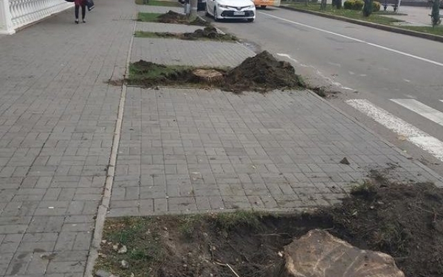 На бульваре Шевченко вырубили деревья (ФОТО) Фото № 0 На бульваре Шевченко вырубили деревья (ФОТО) Фото № 0