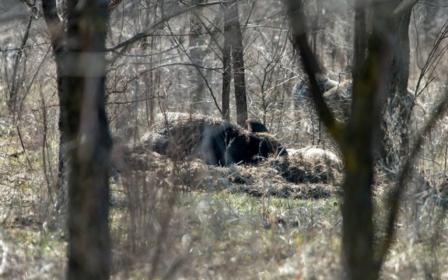 Запорожский фотограф порадовал новой подборкой дикой природы заповедника (ФОТО) Фото № 0 Запорожский фотограф порадовал новой подборкой дикой природы заповедника (ФОТО) Фото № 0