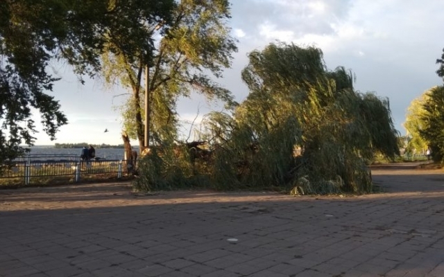 В Запорожье упало огромное дерево (ФОТО) Фото № 0 В Запорожье упало огромное дерево (ФОТО) Фото № 0