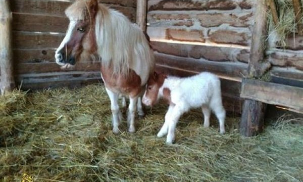 Смотрите: в зоопарке Запорожской области родился пони