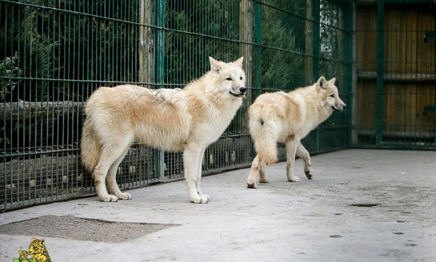 В Запорожской области заметили белых волков (ФОТО)