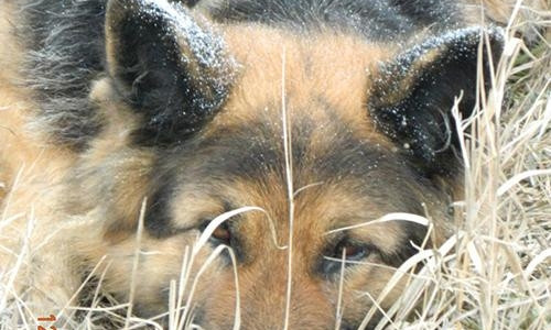 Запорожский Хатико: Хозяев собаки, которая погибает на трассе, просят отозваться