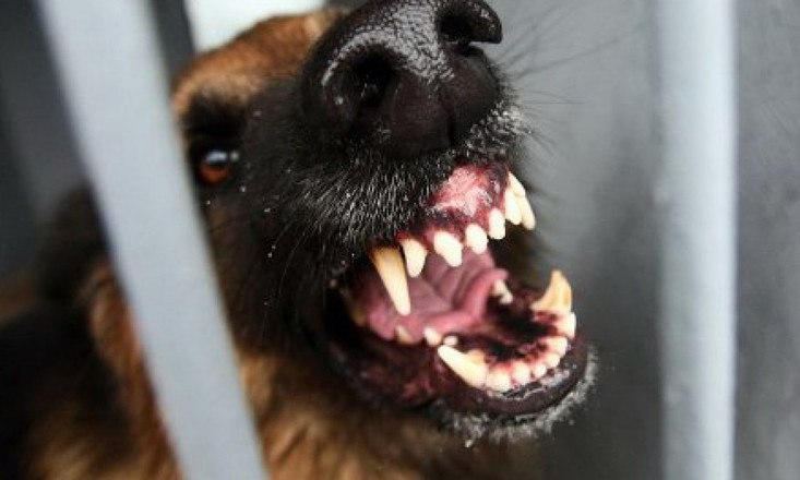 В Запорожской области бешеный пес напал на двух женщин