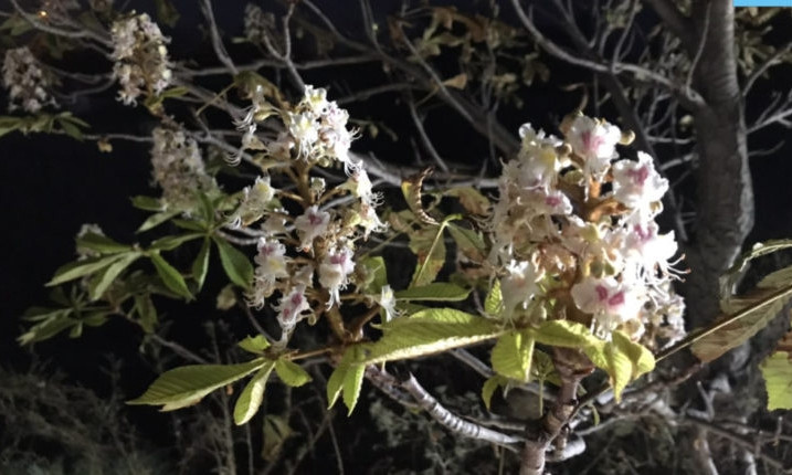 В Запорожскую область вернулась весна: Массово цветут деревья