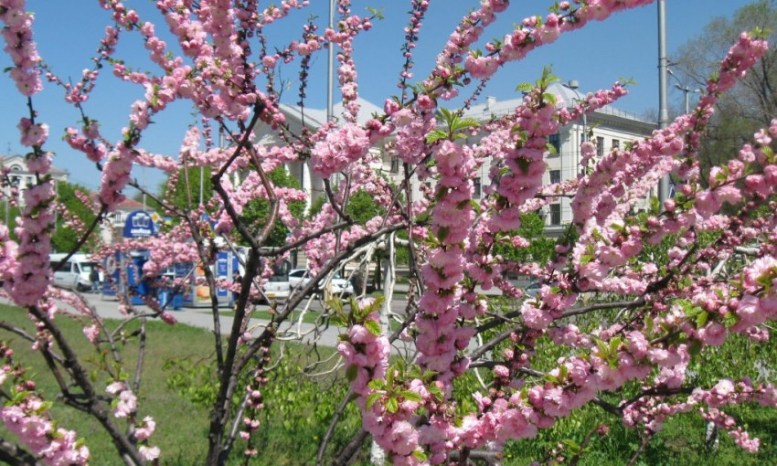 В сети появились фото цветущей сакуры в Запорожье
