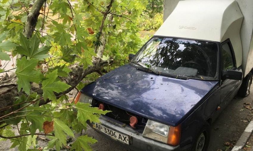 В Запорожье упавшее дерево чудом не придавило припаркованное авто
