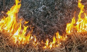 В Запорожской области трава горела рядом с ячменным полем
