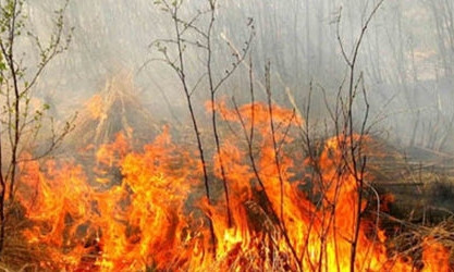 Под Запорожьем пожар на природе тушило 112 спасателей 