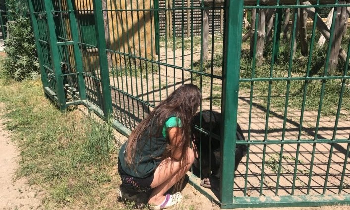 Курьезы: В запорожском зоопарке шимпанзе расцеловал девушку (ВИДЕО)