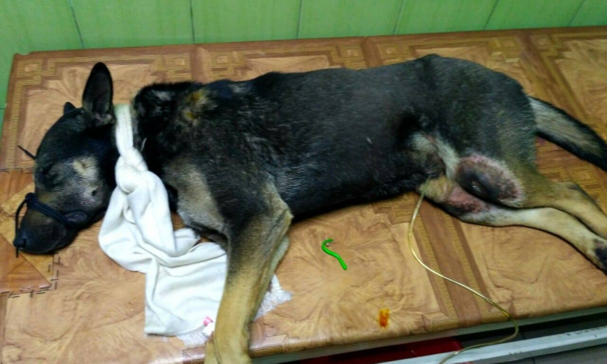 В Запорожье на территории дачного кооператива расстреляли собаку (ФОТО)