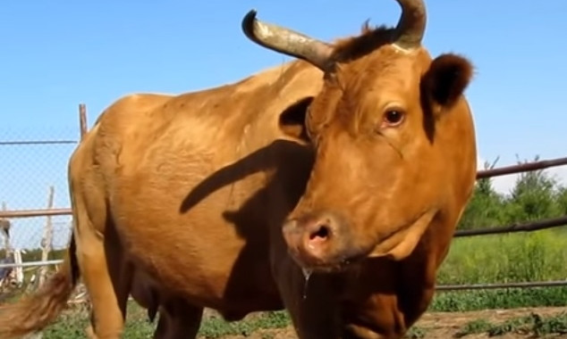 В Запорожской области спасали корову (ФОТО)