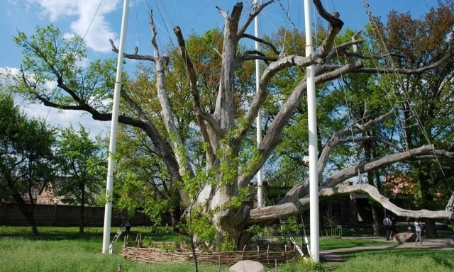 В Запорожье срубят 700-летний дуб?