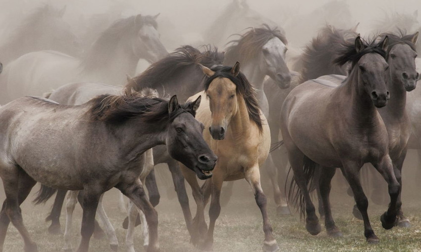 Курьезы: На Бабурке пронесся табун лошадей (ВИДЕО)