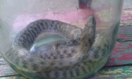 В Мелитополе во дворе многоэтажки дети нашли ядовитую змею