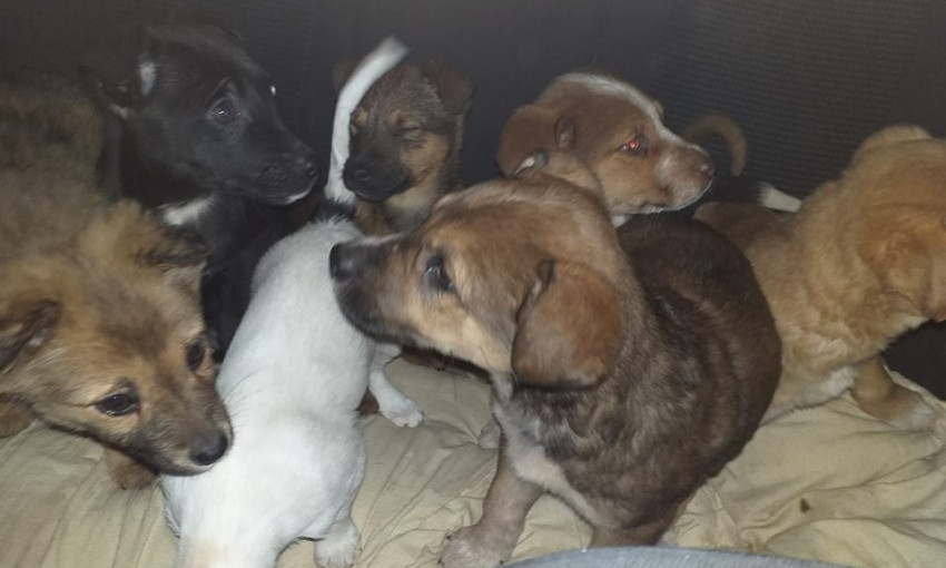 В посадке нашли десятки выброшенных щенков, которых оставили на верную смерть