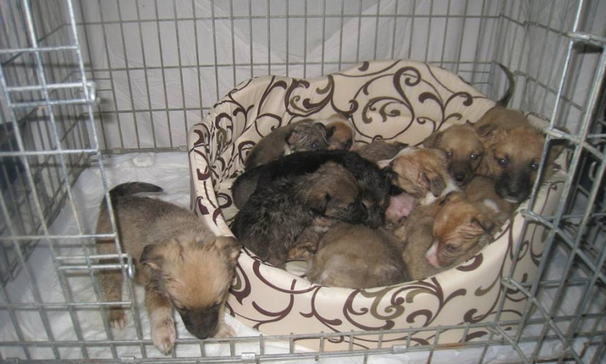 Тихий ужас: запорожский собачник выращивал и поедал своих щенков