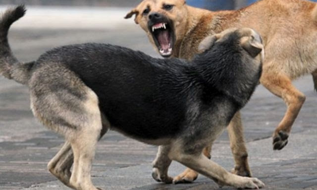 В Запорожской области бездомные собаки напали на пенсионера