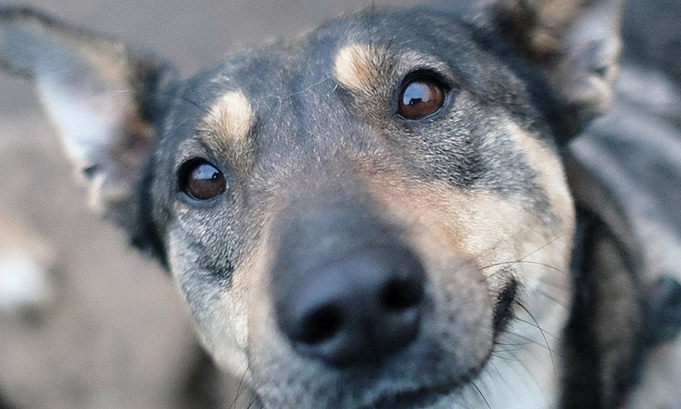 В Запорожье живодер жестоко убил собаку, всеобщую любимицу (ФОТО 18+)