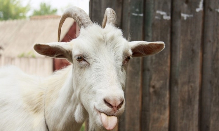 Под Запорожьем женщина из-за голода украла коз