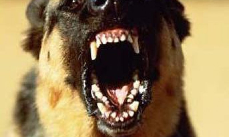 В Запорожье сосед натравливал на девушку бойцовского пса, а потом бросил камень ей в лицо