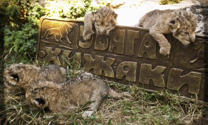 В Васильевском зоопарке можно «потискать» львенка