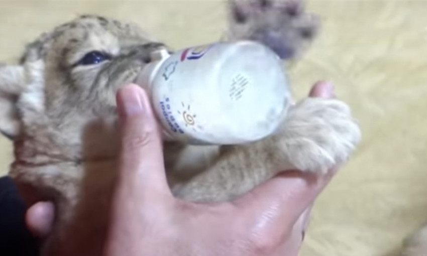 Смотрите видео: милые львята из Запорожской области